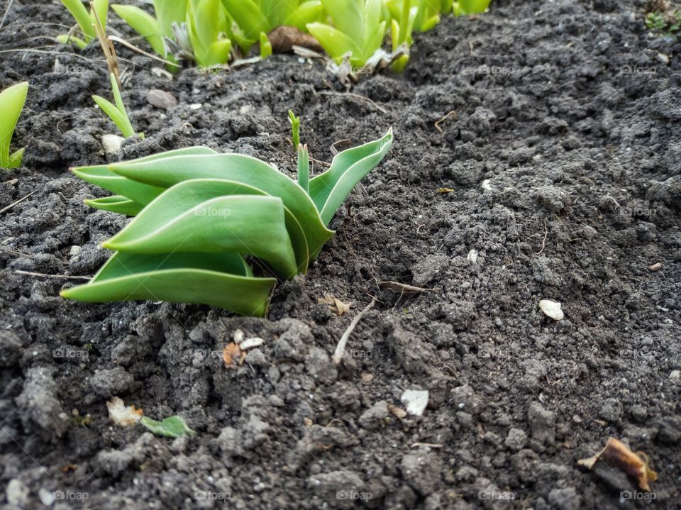 Green leaves of tulip in the garden.