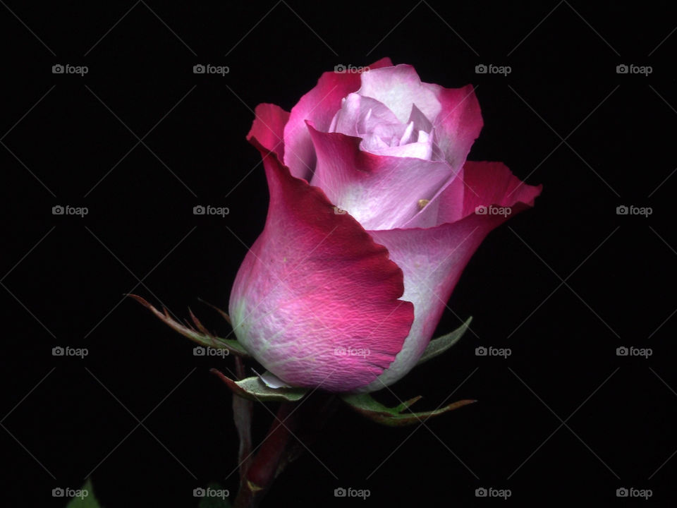 Rose bud on a black background.