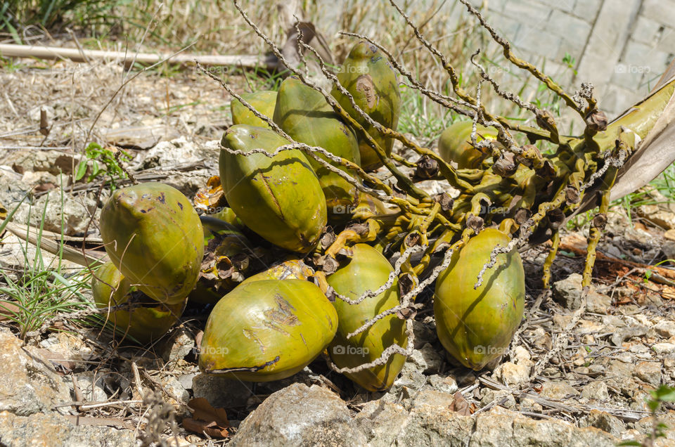 Sunlight On Fallen Coconut Bunch