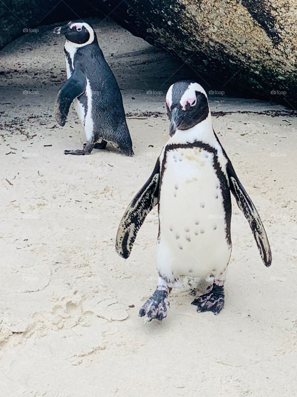 ‘Dancing.. it’s like singing.. with your body’ - quote from ‘Happy Feet’. Penguins have the rhythm 😊