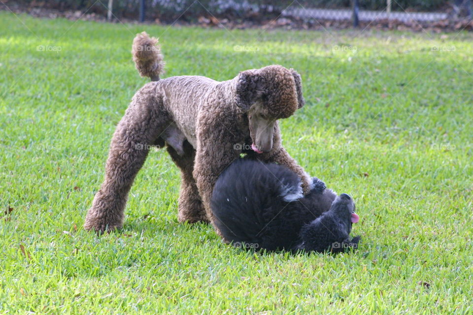 Poodle Playtime