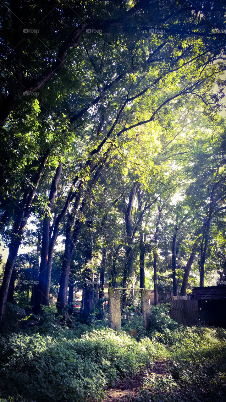 smartphone photo style Flores