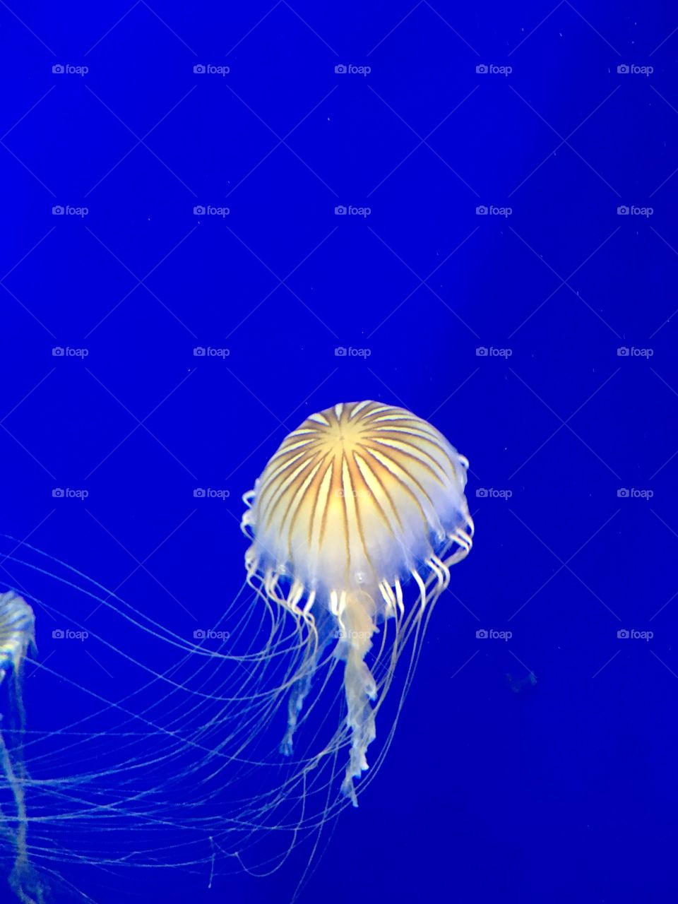 Atlanta Aquarium 2017. Beautiful jellyfish exhibit.