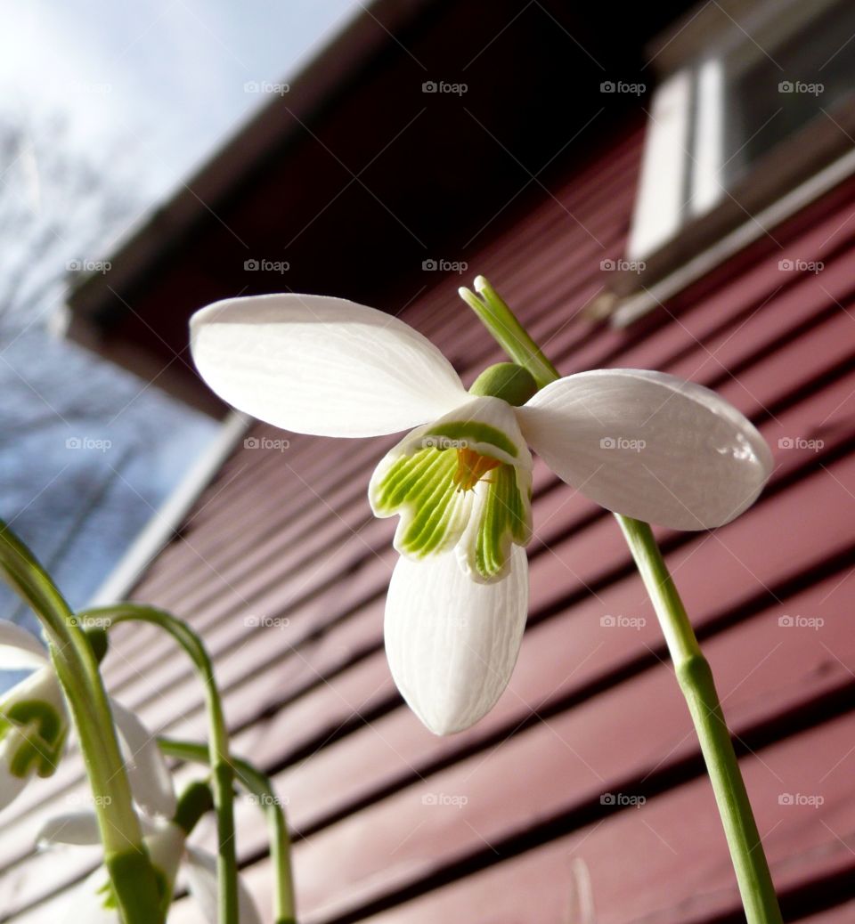 snowdrop seen from underneat