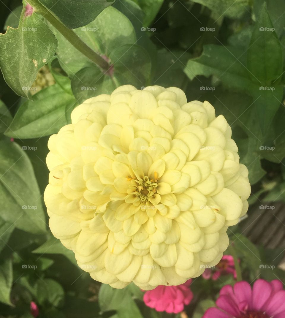 Linda flor  amarilla

