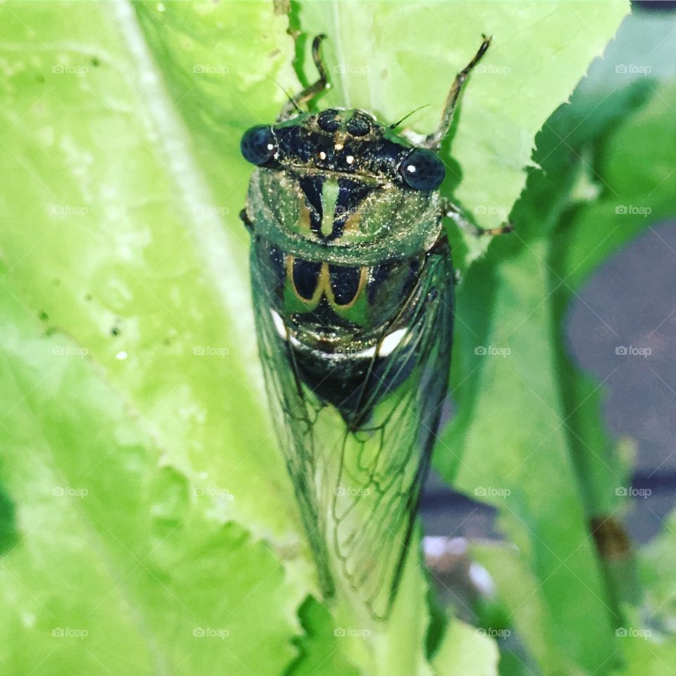 Cicada on lettuce 