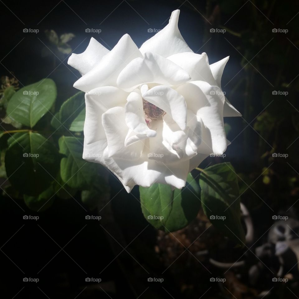 Single White Rose. I am in love with this single white rose.  It shows individuality and beauty.  I love the glow that was captured.