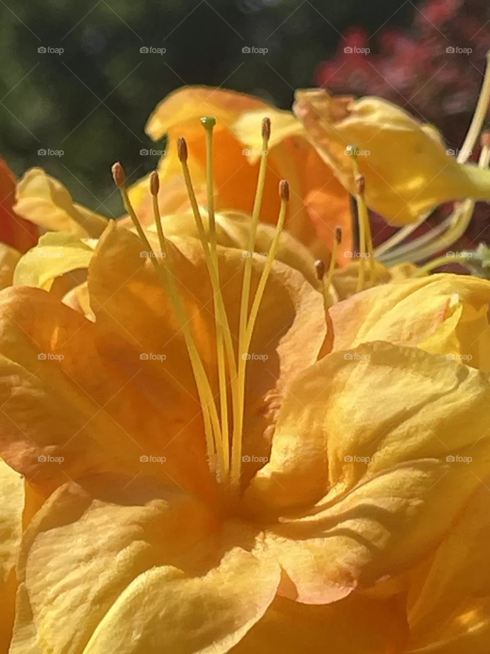 Beautiful flowers 