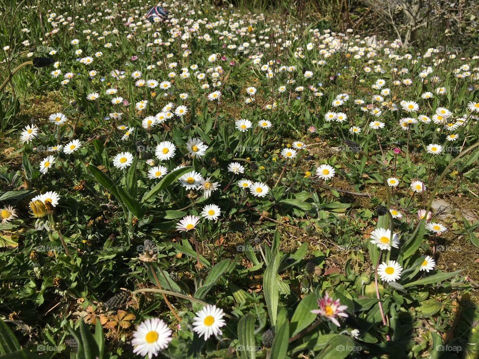 Daisies in garden