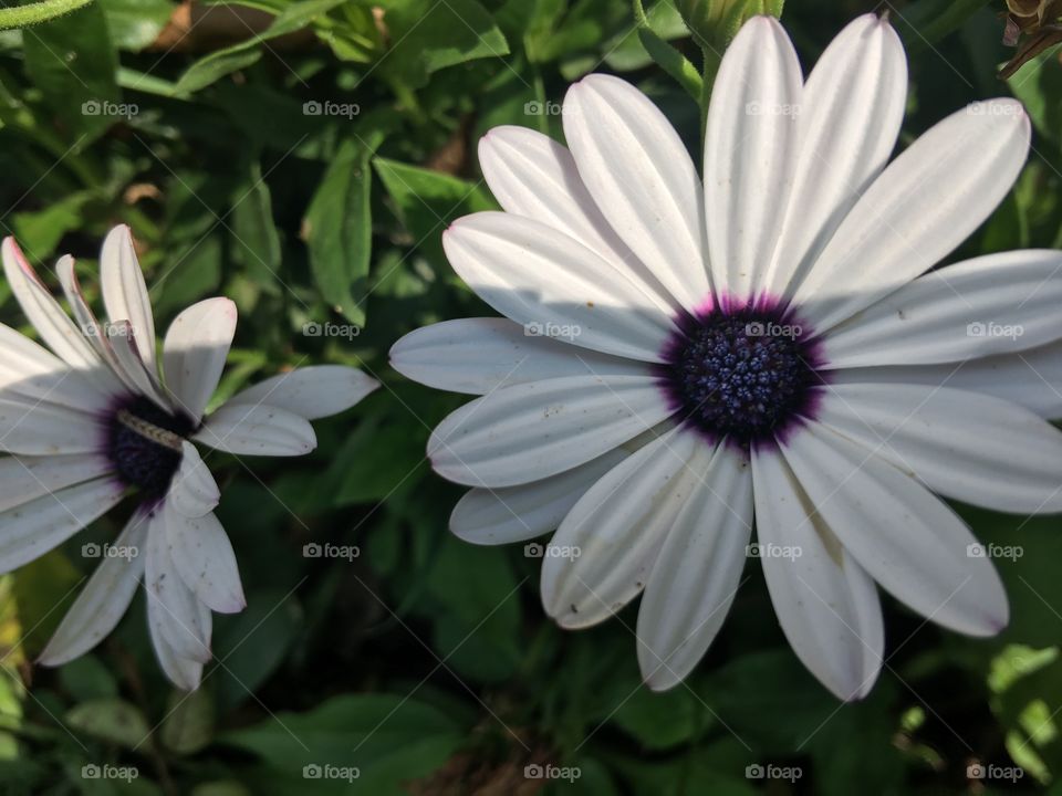 Shasta Daisy 