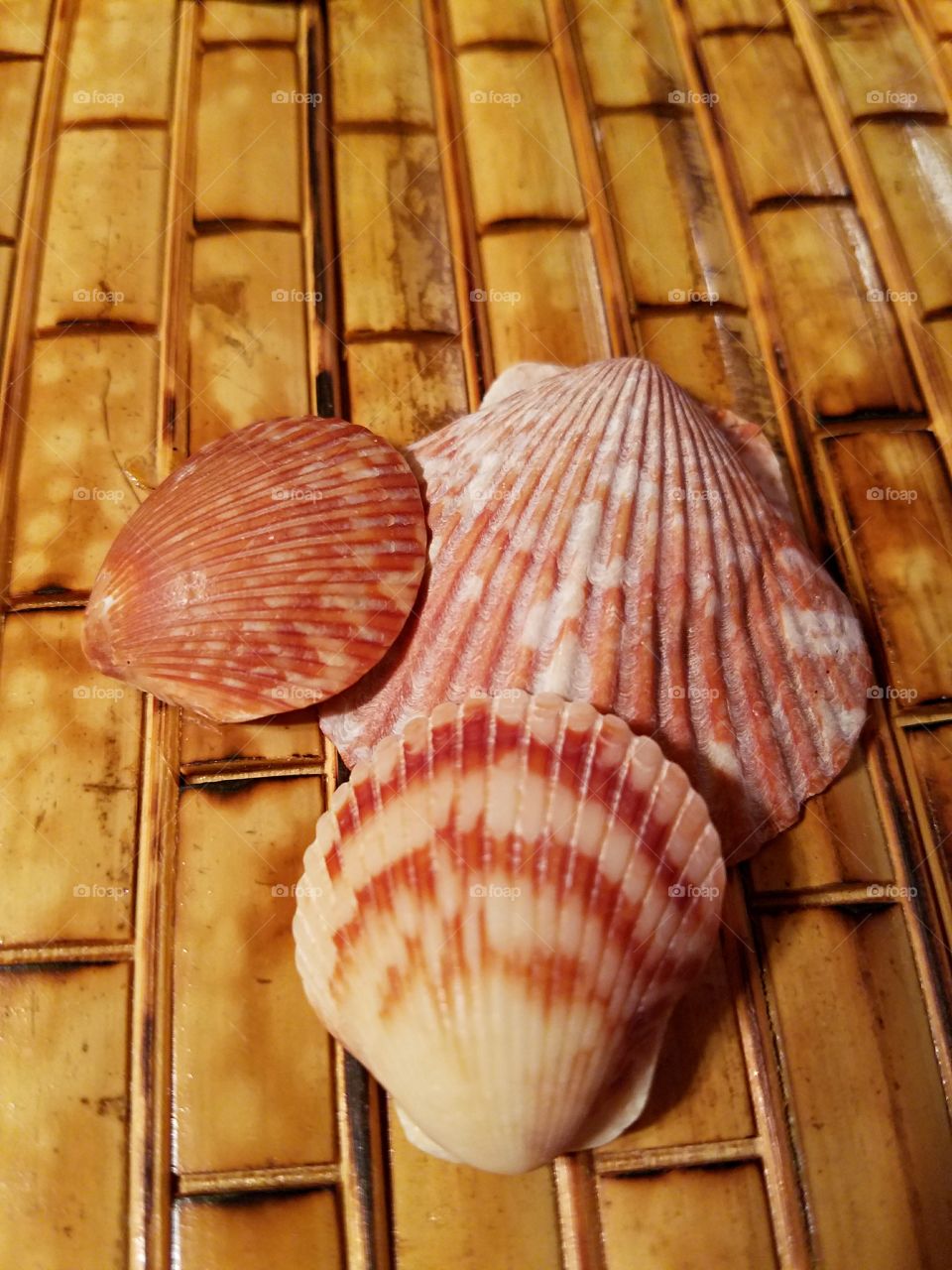 Striped Sea Shells