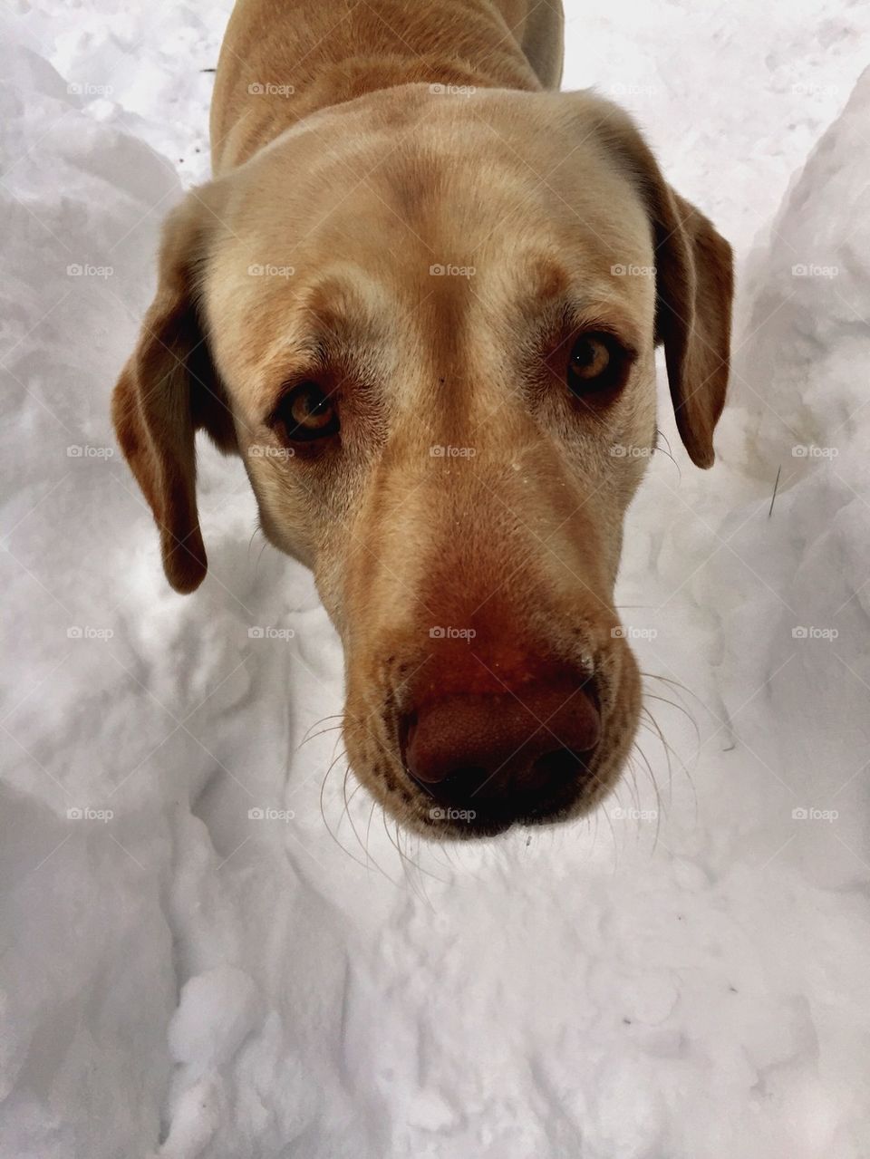 Snow Dog