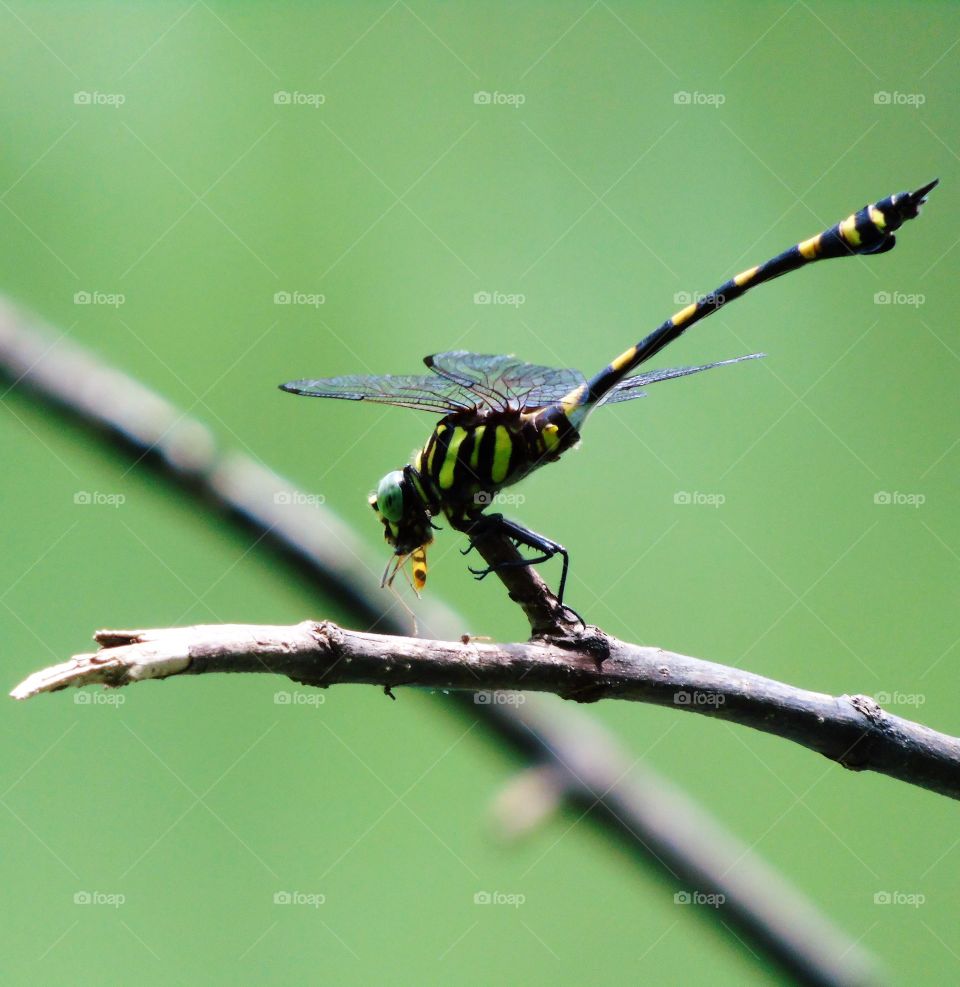 dragonfly eat insects