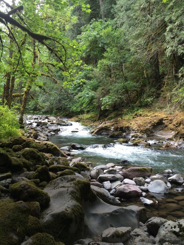 Stream in Forest Park Portland, Oregon. 