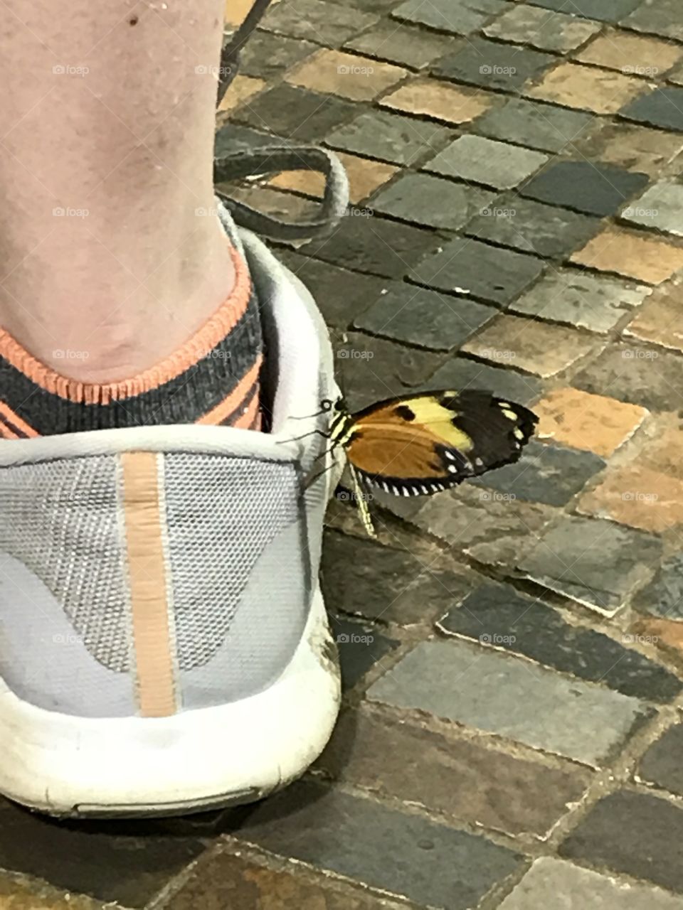 At a butterfly garden this little beauty landed on the shoe of one of the girls in our group and just hung out there for awhile.