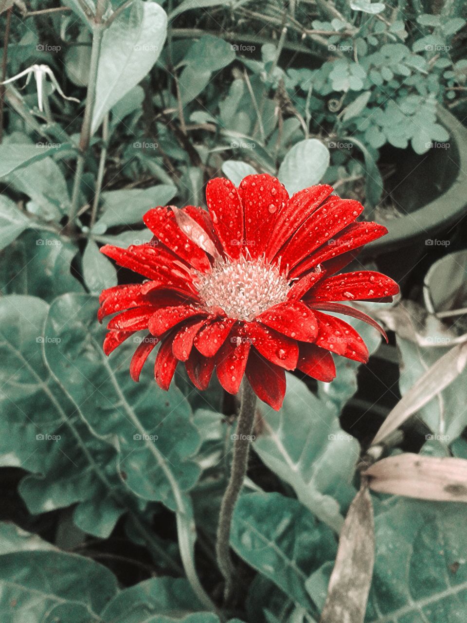 gerbera flowet. red gerbera flower in garden