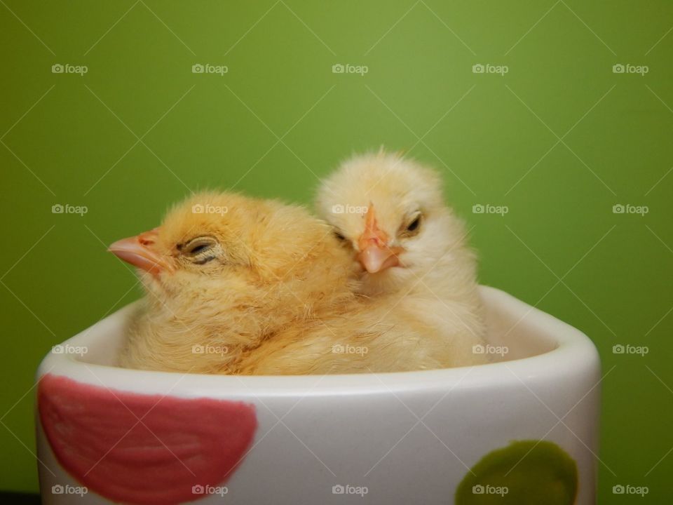 Easter chicks