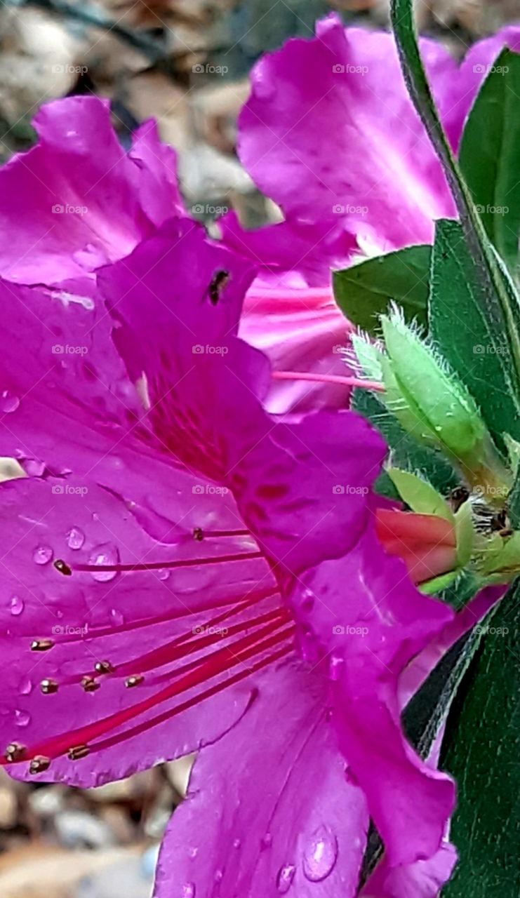 pink azealia after the rain tiny insect rests on petal
