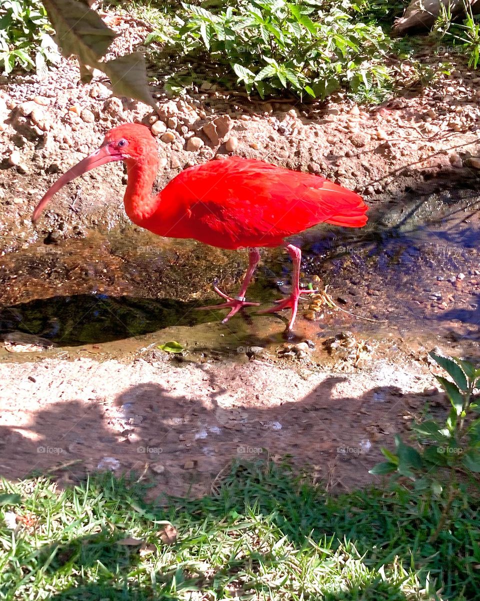 Essa ave é um guará vermelho, e foi clicado pela minha filha Estela.

Pai coruja em dúvida sobre o que é mais legal: a cor do pássaro ou enquadramento caprichado da filhota?