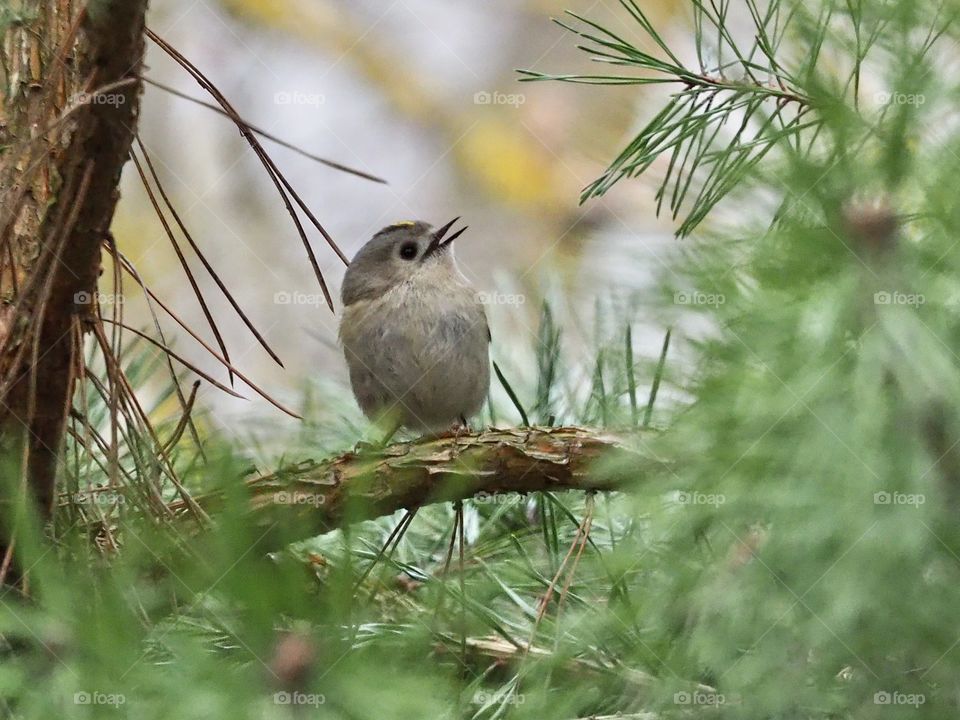 Goldcrest