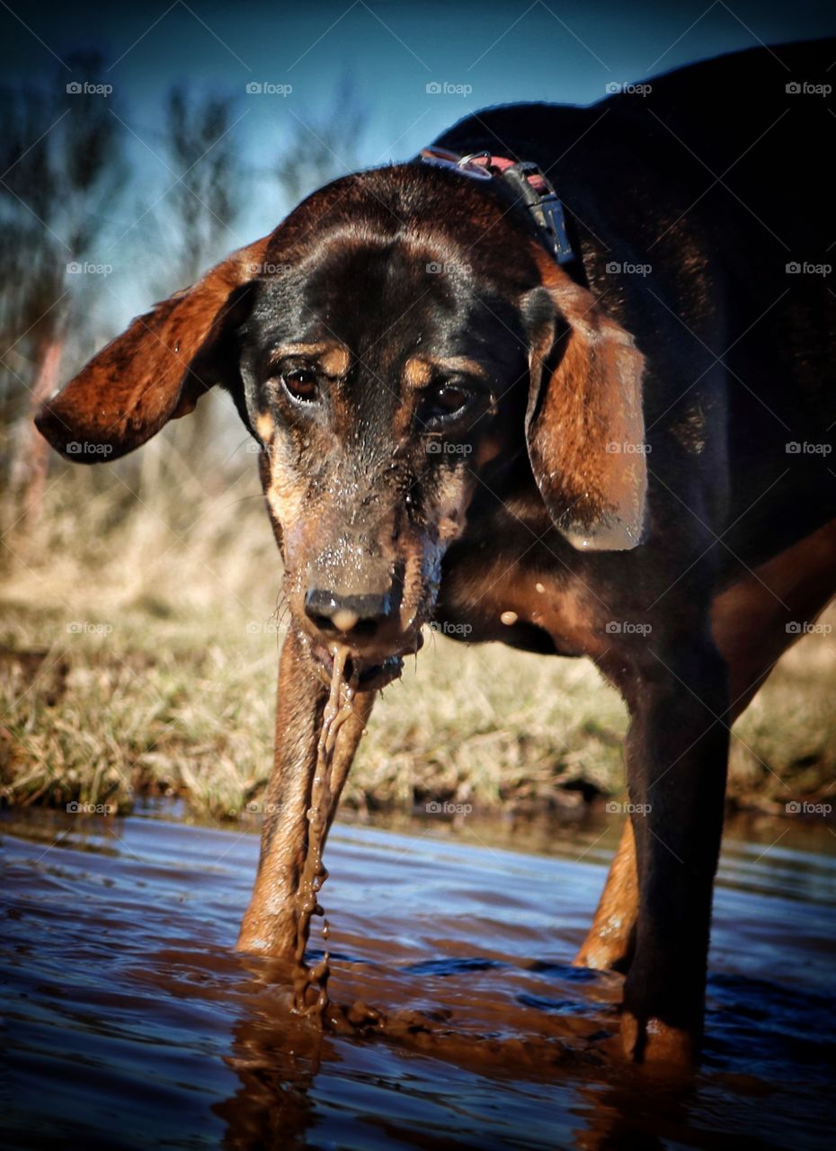 It's spring - the Dog is playing with water!