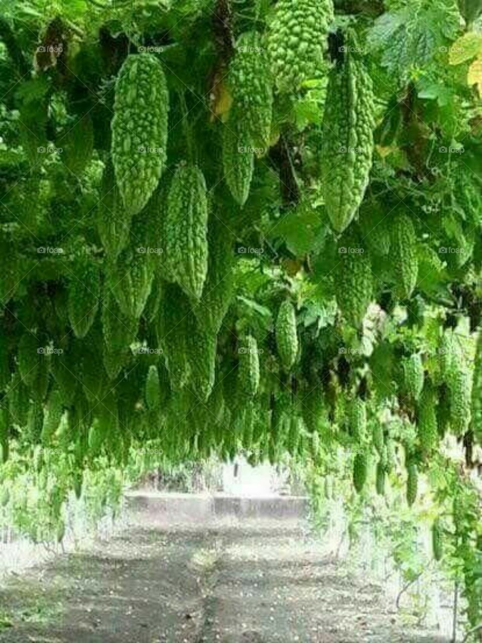 beautiful vegetables