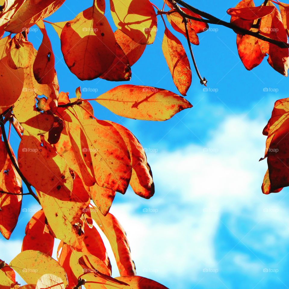 Orange , leaves. Season , autumn , sky 