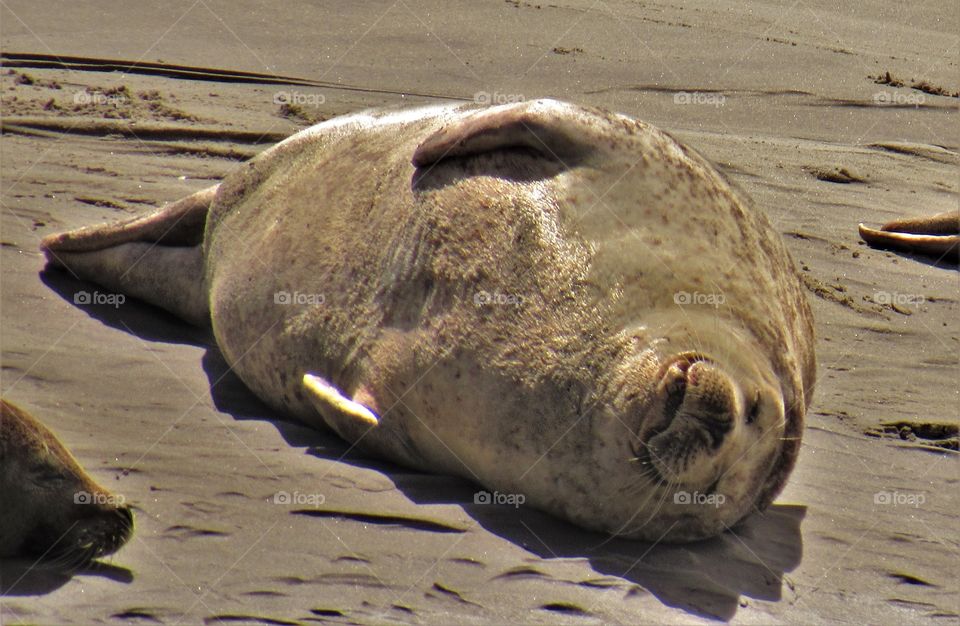 Seals in Berck France