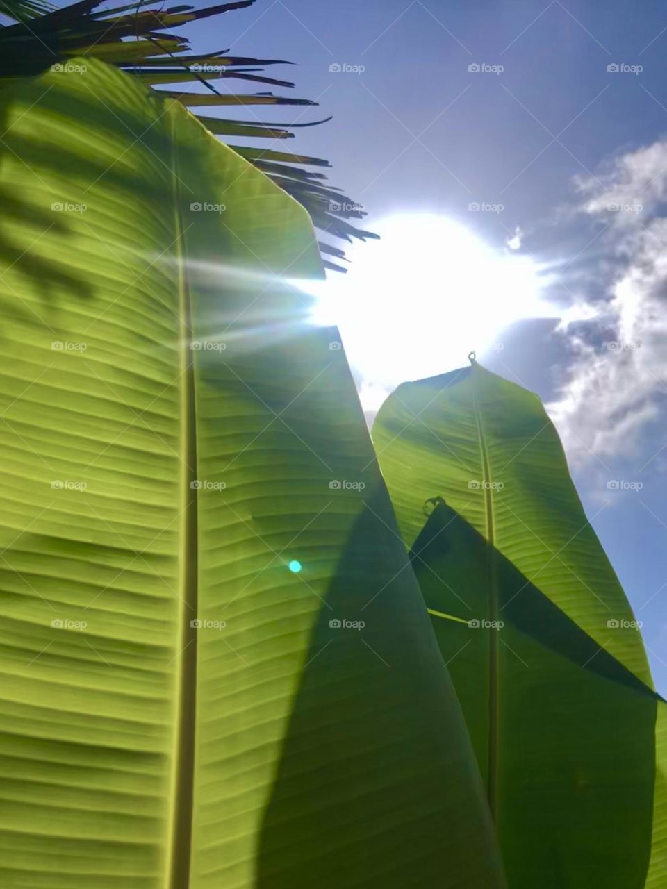 Giant green leaves (don’t know what they are!) blowing and growing in the Texas heat!!