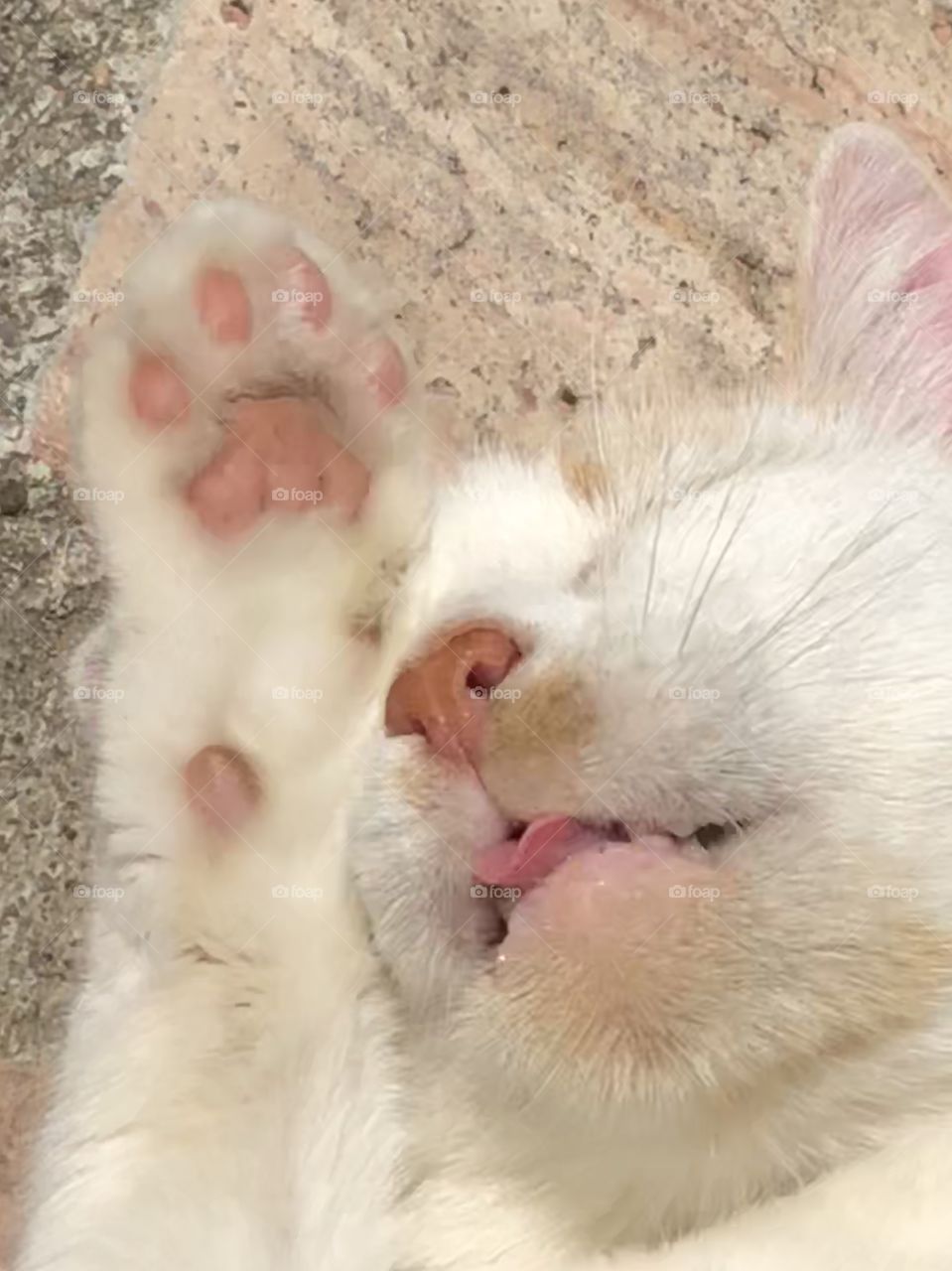 Cat cleaning. You can see her pink cute paw and pink tongue