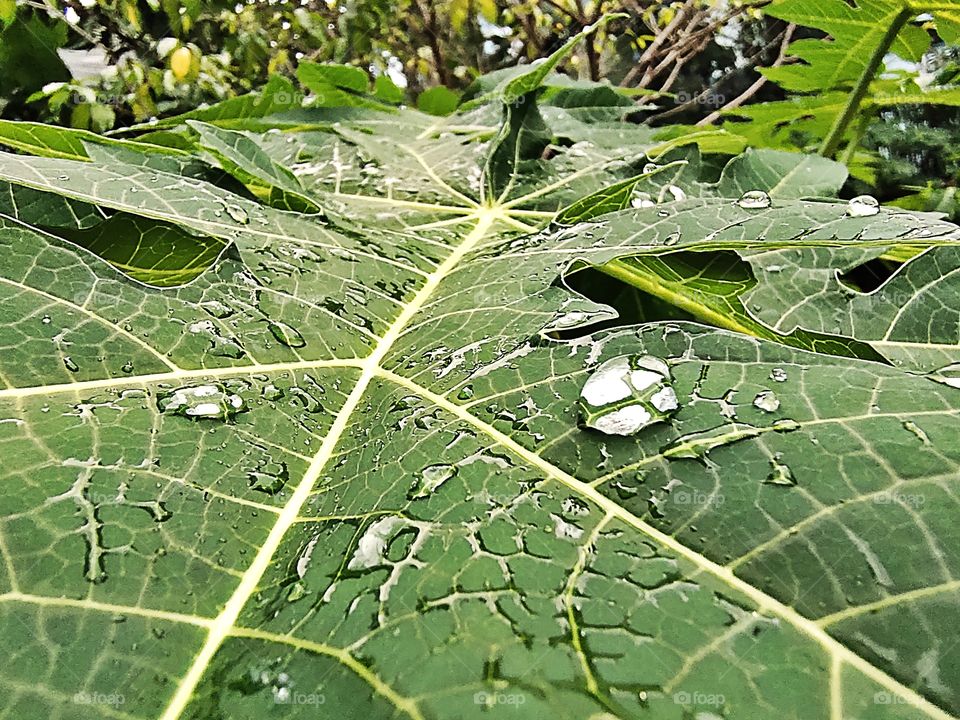 Pearls....
Rain Drops
💧💦💧💦💧💦
On The Green leaf
Beauty of Nature