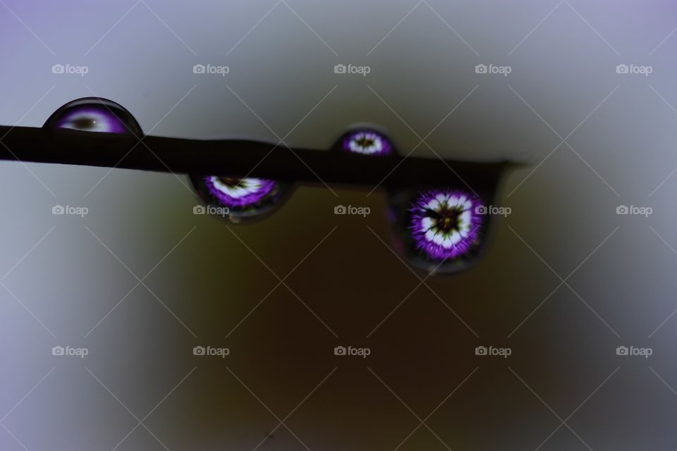 Abstract drops on stem