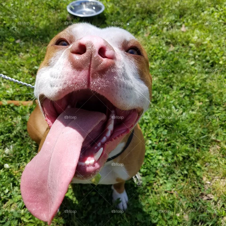 happy pitbull puppy
