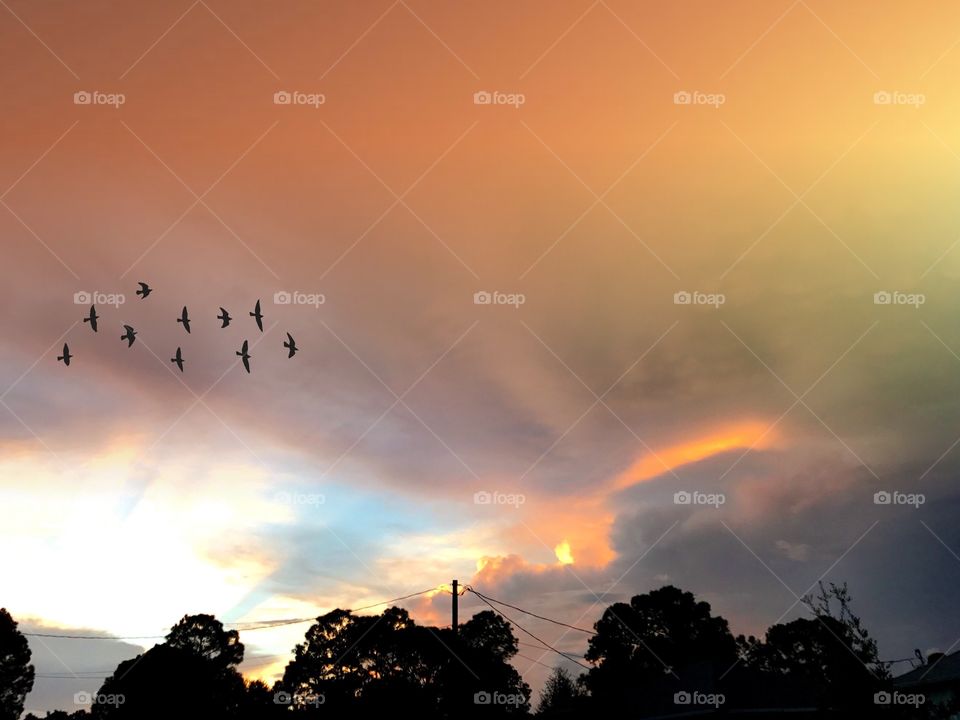 Birds at sunset