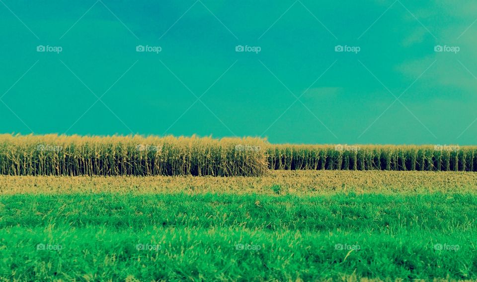 Corn Field, Central Illinois 