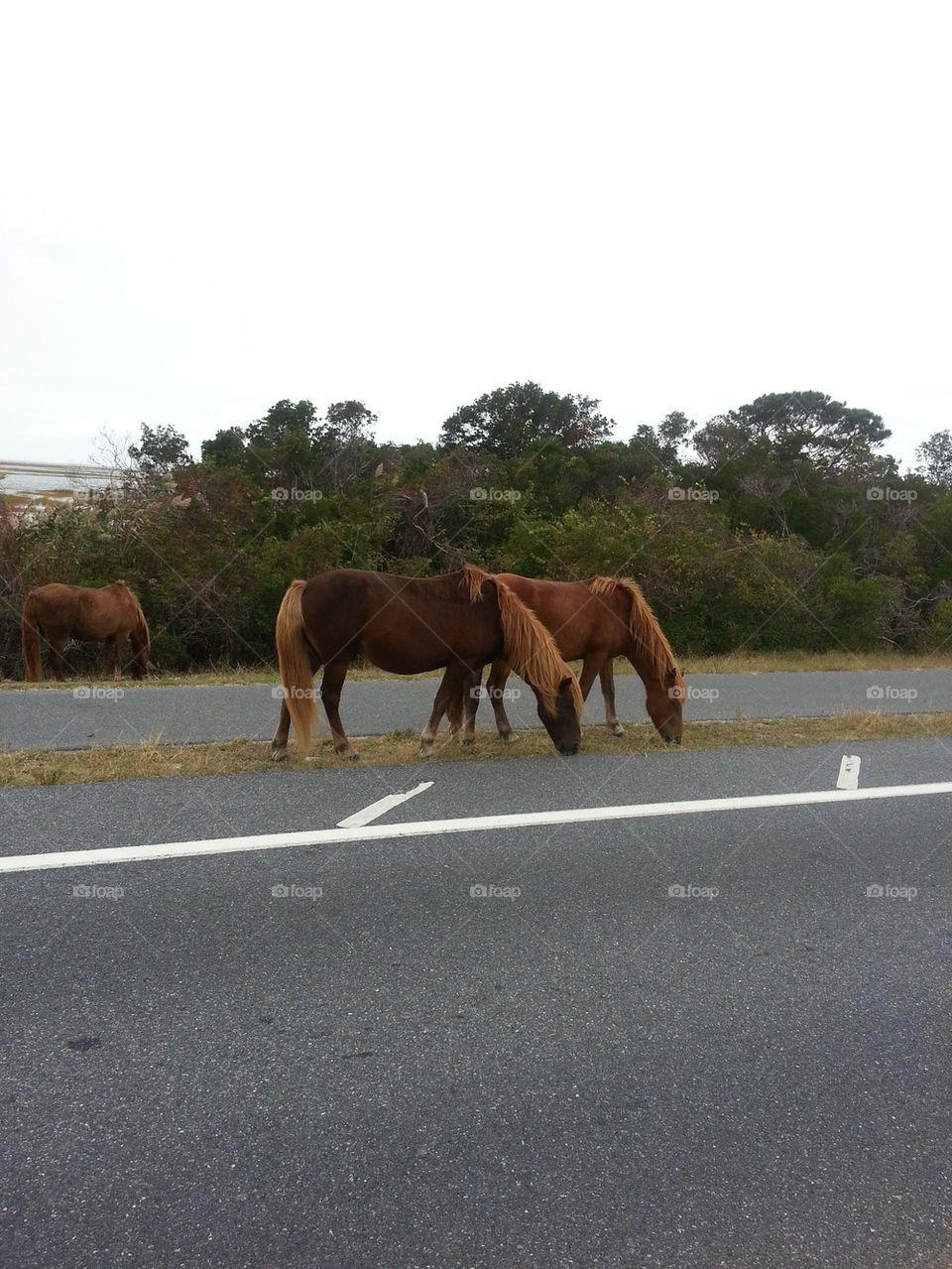 assateague island horses