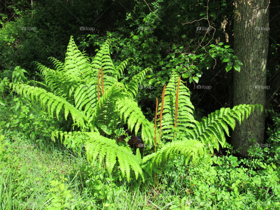 Wild fern