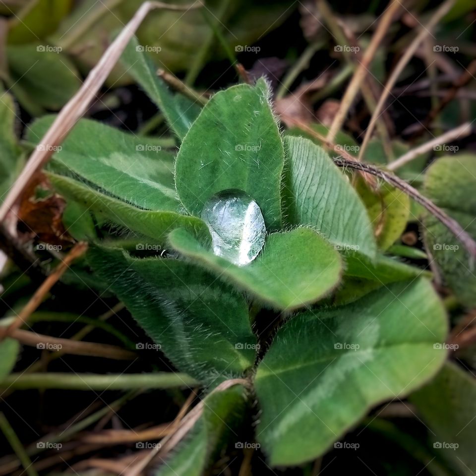 dew in clover