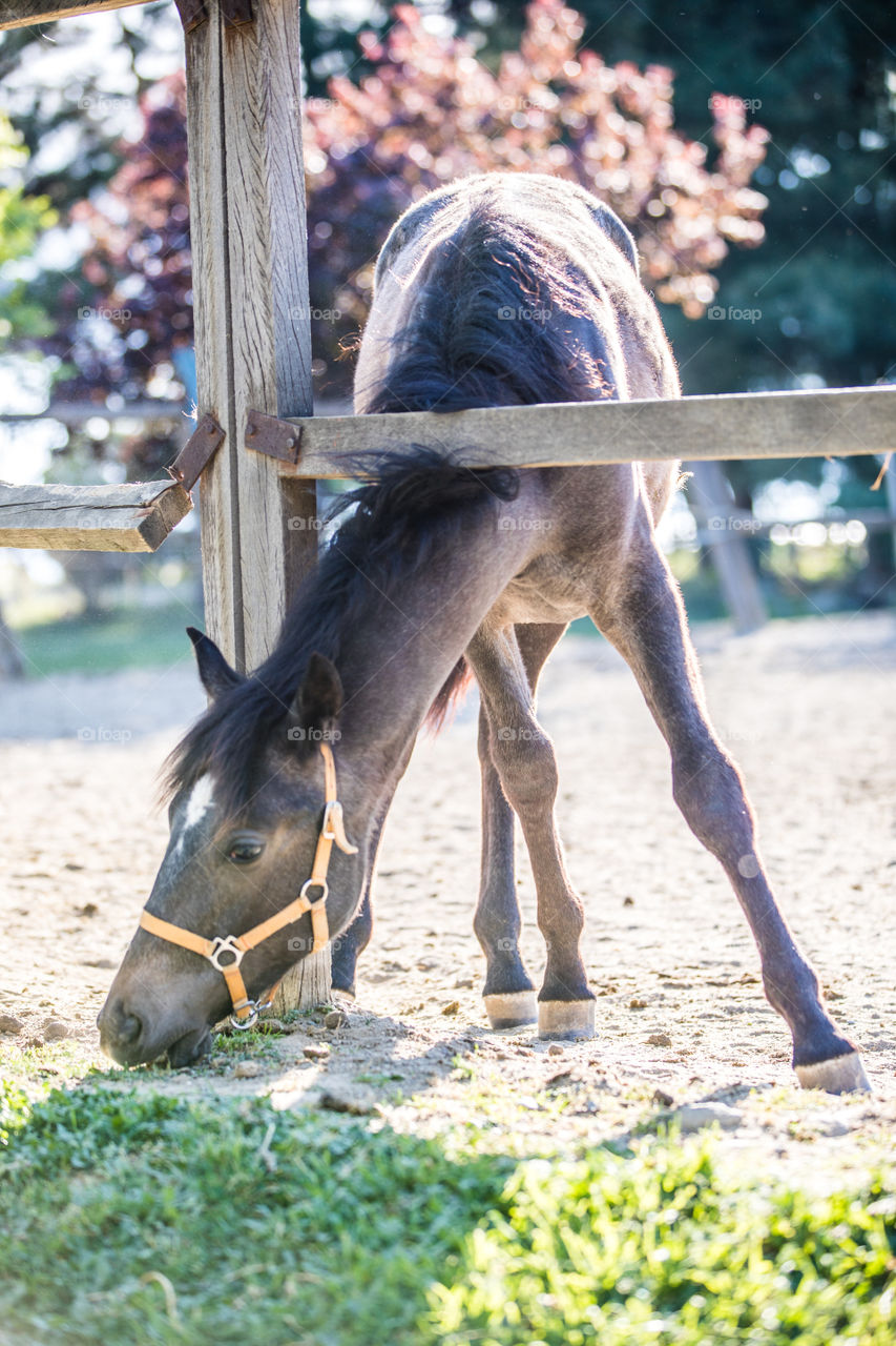 Horse In A Farm Eating Grass
