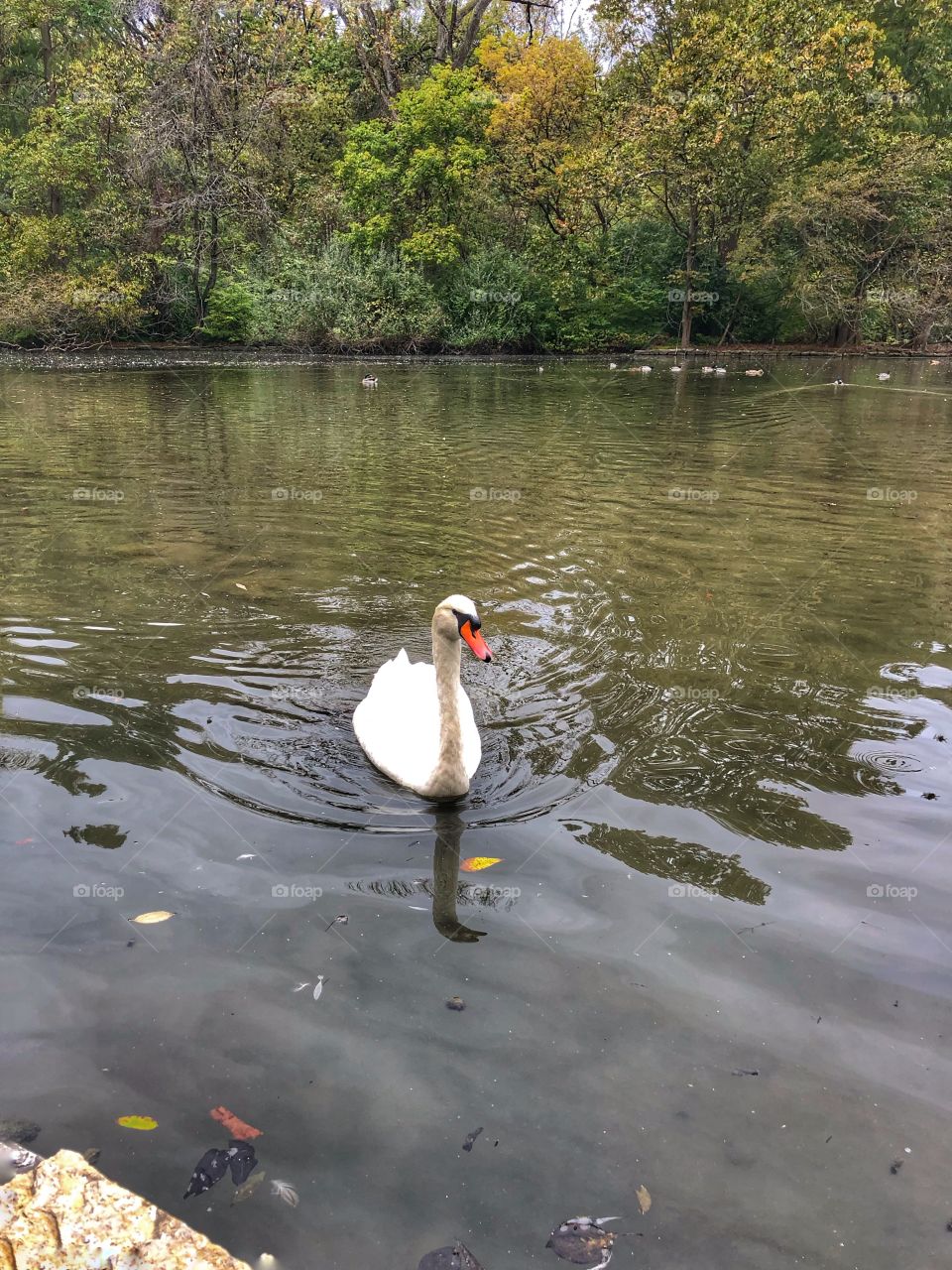 Swan gliding over rippled water 