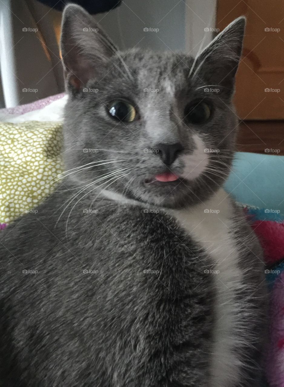 Cat sticking tongue out 