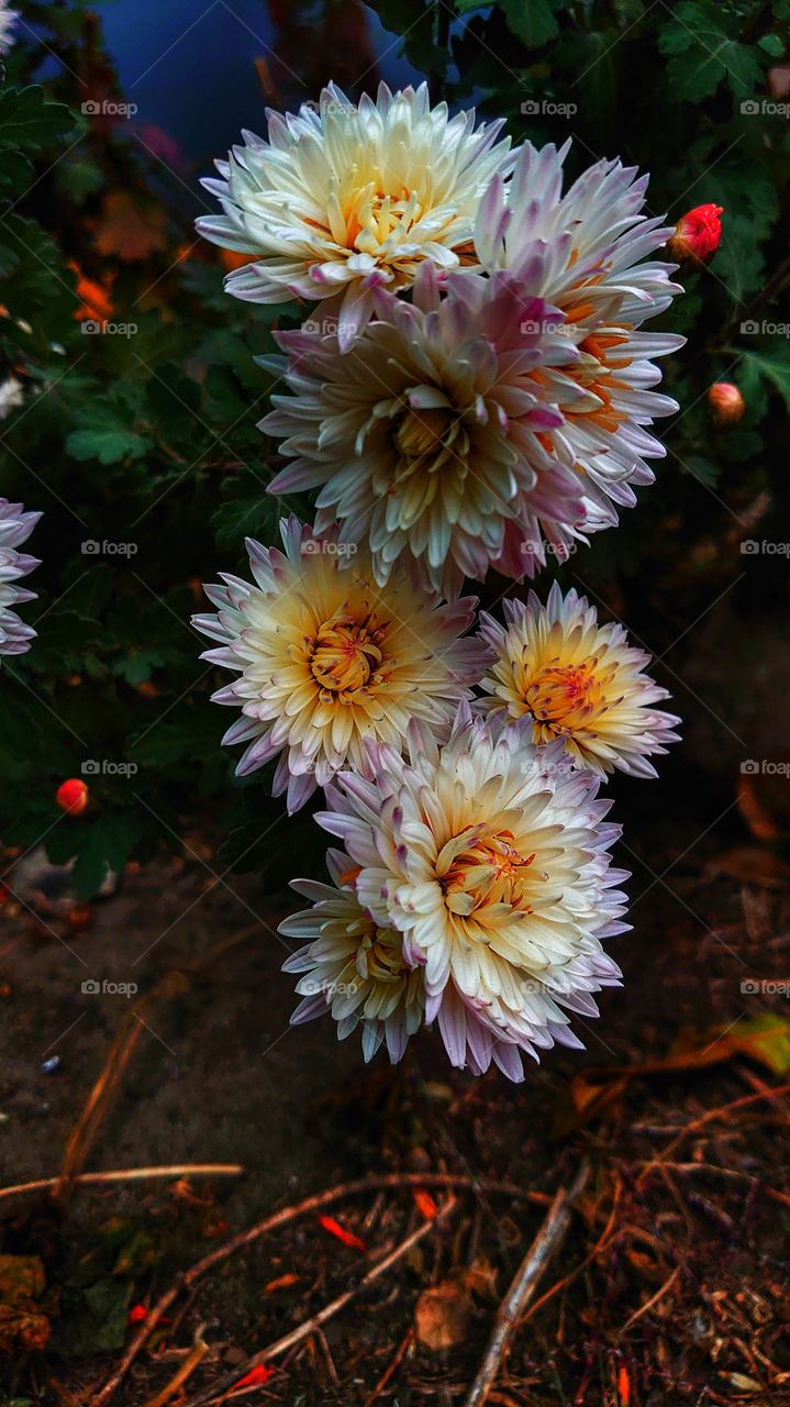 beautiful chrysanthemums - flowers symbolizing the sun