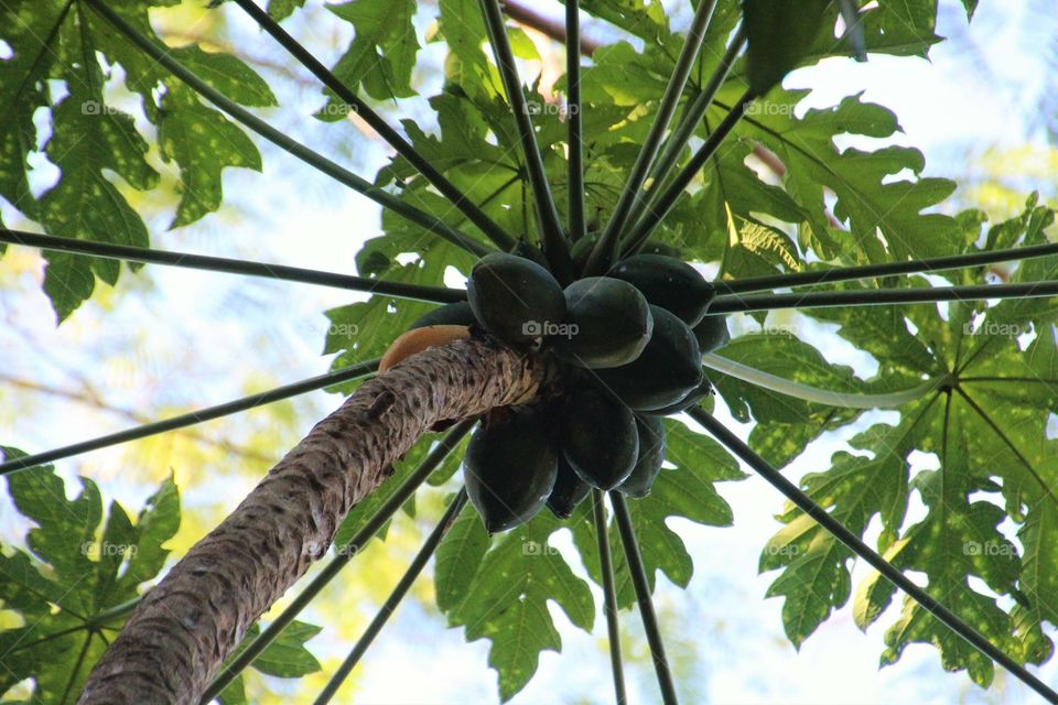 Papaya Tree