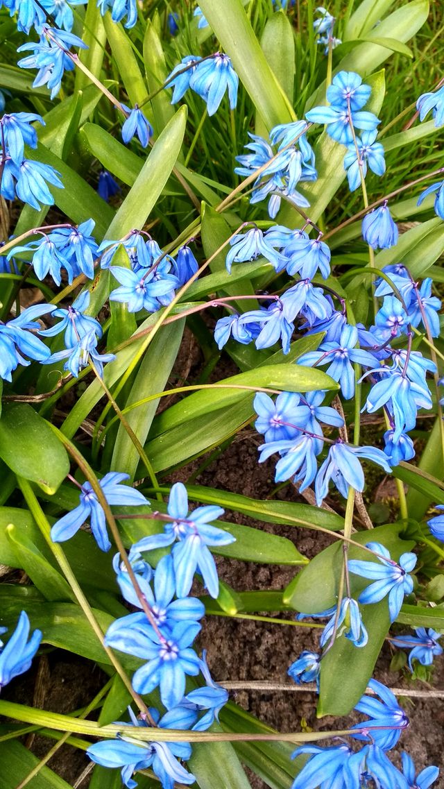 In the garden