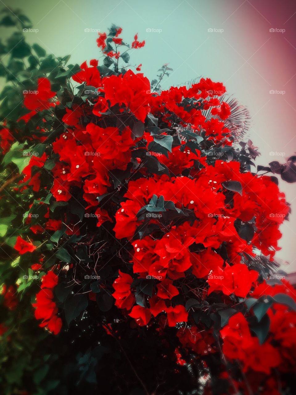 Boungavilla tree. Walking around my community and took this picture of this beautiful boungavilla tree. I chose to be a little bit creative;)