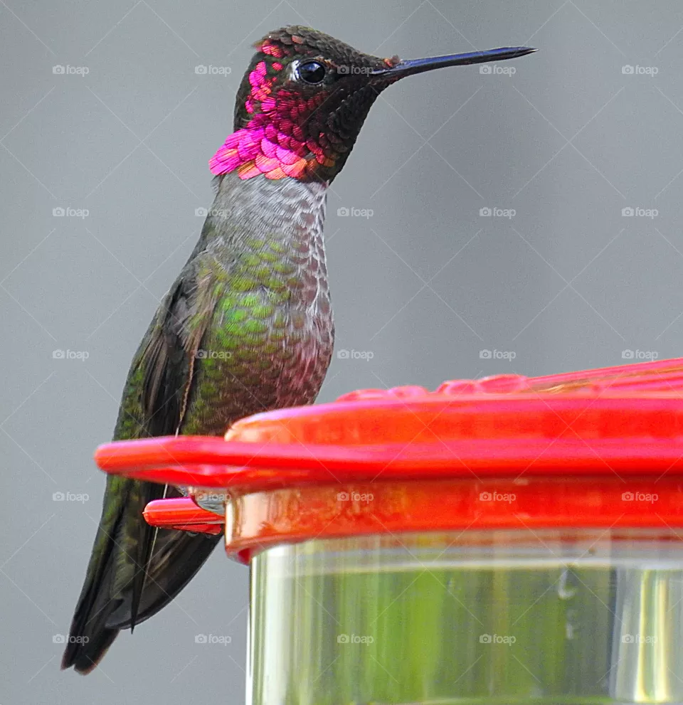 Hummingbird 