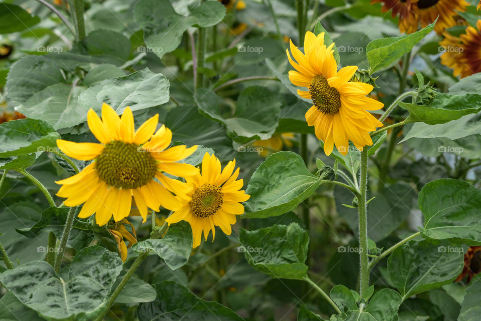 sunflowers bees and bumblebees