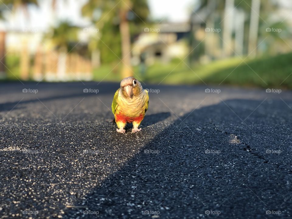 Pineapple conure our for a walk