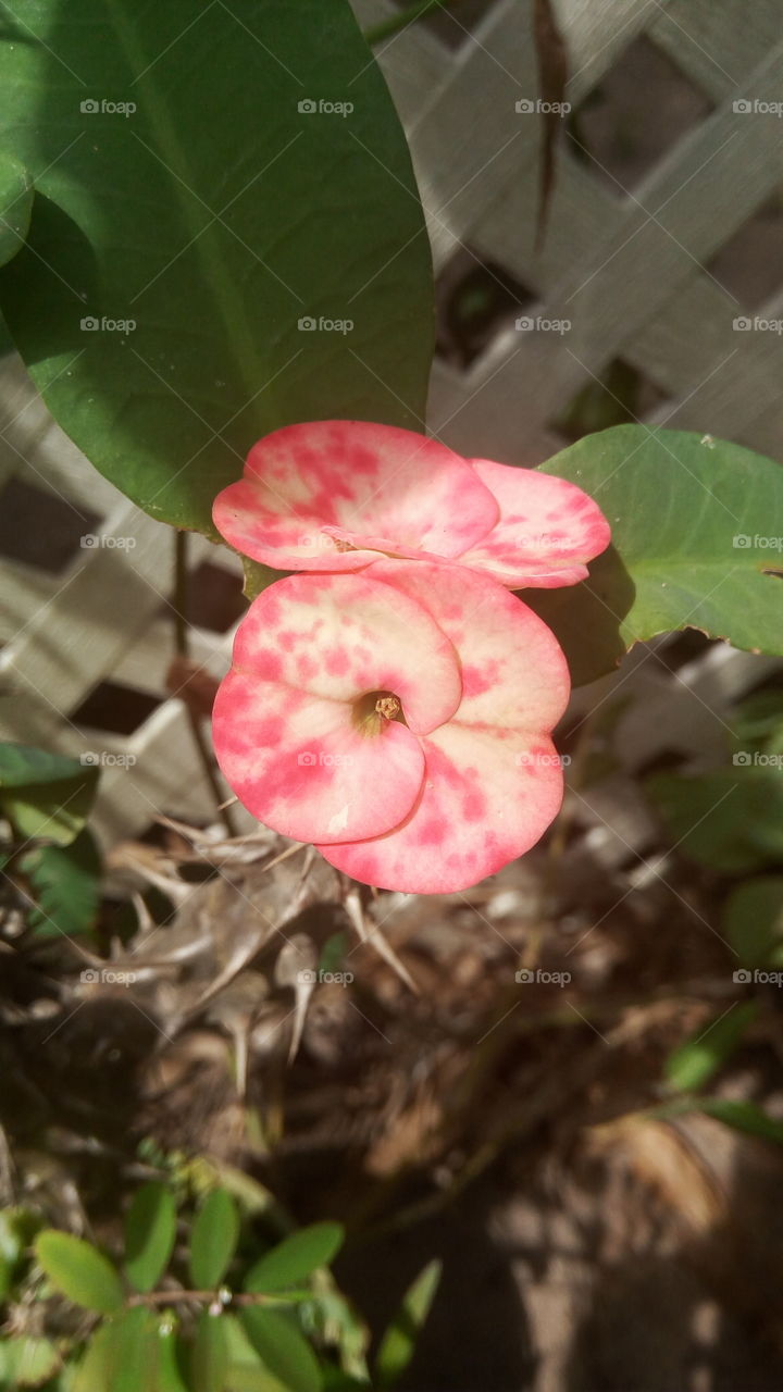 freckles crown of thorns