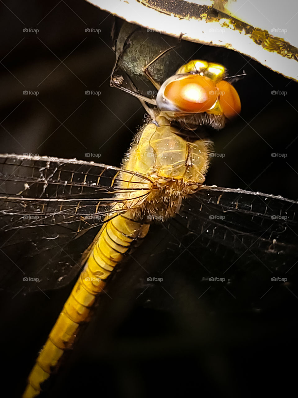 Macro of a yellow dragonfly with red eyes by a porch light